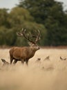 Red deer (Cervus elaphus) stag Royalty Free Stock Photo
