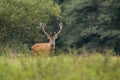 Red deer stag with large antlers looking attentively on a green meadow in autumn Royalty Free Stock Photo