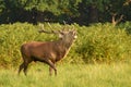 Red deer, Cervus elaphus