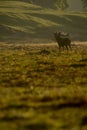 Red Deer (Cervus elaphus) stag in morning. Royalty Free Stock Photo