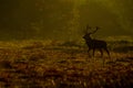 Red Deer (Cervus elaphus) stag in morning Royalty Free Stock Photo
