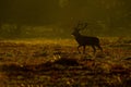 Red Deer (Cervus elaphus) stag in morning Royalty Free Stock Photo