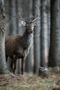 Red deer stag peeking from behind a spruce tree in a forest with blurred background Royalty Free Stock Photo
