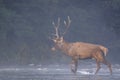 Red Deer (Cervus elaphus) stag in the river. Carpathian Mountains, Poland