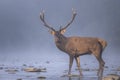 Red Deer (Cervus elaphus) stag in the river. Carpathian Mountains, Poland