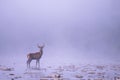 Red Deer (Cervus elaphus) stag in the river. Carpathian Mountains, Poland