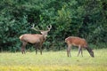 Red deer stag roaring on a meadow in autumnal rutting season with hind grazing Royalty Free Stock Photo