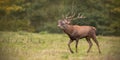 Red deer, cervus elaphus, stag roaring during rutting season in autumn. Royalty Free Stock Photo