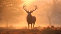 Red Deer Cervus elaphus stag during rutting season in autumn, UK, Red deer stag silhouette in the mist, AI Generated