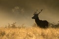 Red Deer stag during rutting season at dawn Royalty Free Stock Photo