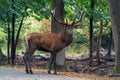 Red deer Cervus elaphus stag  in rutting season Royalty Free Stock Photo