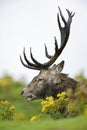 Red Deer - Cervus elaphus Scottish Highlands Royalty Free Stock Photo