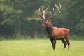 Red deer, cervus elaphus, stag standing calmly on meadow Royalty Free Stock Photo