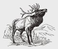 Male wapiti or elk, cervus canadensis standing and roaring in a mountainous landscape