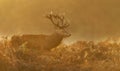 Red Deer stag at sunrise on a misty autumn morning Royalty Free Stock Photo