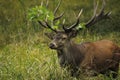 Red Deer, cervus elaphus, Stag, Sweden Royalty Free Stock Photo