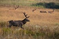 Red deer stag walking in front of a herd in rutting season Royalty Free Stock Photo