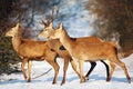 The red deer Cervus elaphus the trio crossing the snow-buried in the road. A trio of European deer in the snow