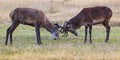 the red deer (Cervus elaphus) two males are fighting over the herd Royalty Free Stock Photo