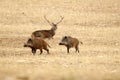 Red deer, Cervus elaphus, wild boar, sus scrofa Royalty Free Stock Photo