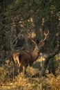 Red deer, Cervus elaphus, , male with his antler