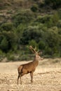 Red deer, Cervus elaphus, Wild Royalty Free Stock Photo