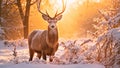 Red Deer Cervus elaphus in Winter, UK, Red Deer Cervus elaphus in Winter at Sunrise, AI Generated