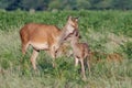 Red deer Cervus elaphus young baby calf with mother Royalty Free Stock Photo