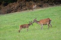 Red deer youngster standing close to its mother on a green meadow in summer