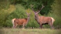 Red deer, cervus elpahus, couple in autum during mating season. Royalty Free Stock Photo