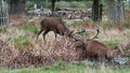 Red deer clashing antlers