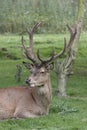 Red Deer