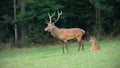 Red deer couple on a meadow with forest in background. Royalty Free Stock Photo