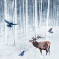 Red deer and crows in the winter snowy forest. Artistic winter image. Winter wonderland. Square picture