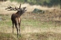 Red Deer, Deers, Cervus elaphus, stag, Red deer roaring