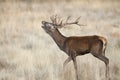 Red Deer, Deers, Cervus elaphus , stag, Red deer roaring