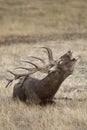 Red Deer, Deers, Cervus elaphus, stag, Red deer roaring