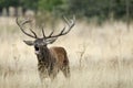 Red Deer, Deers, Cervus elaphus - stag, Red deer roaring