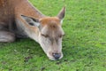 Red deer doe sleeping Royalty Free Stock Photo