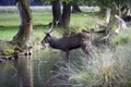 Red deer drinking Royalty Free Stock Photo