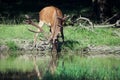 Red deer drinks from a peaceful lake