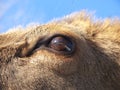 Red Deer eye detail Royalty Free Stock Photo