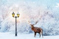 Red deer in a fabulous Christmas forest on a background of snowy trees and a lantern. Composite image.