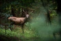 Red deer facing the camera in fresh forest in summertime