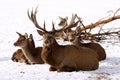 Red Deer Family Royalty Free Stock Photo