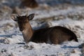 Red deer fawn lying in snowy park Royalty Free Stock Photo