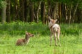 Red deer fawns Royalty Free Stock Photo