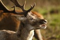 Red deer feeding in controlled parkland at stately home. Royalty Free Stock Photo