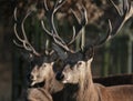 Red deer feeding in controlled parkland at stately home. Royalty Free Stock Photo