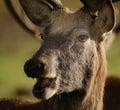 Red deer feeding in controlled parkland at stately home. Royalty Free Stock Photo